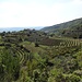 Weinberge, Oliven- und Feigenbaumheine prägen die istrische Kulturlandschaft