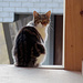 Eine Katze im Berggasthaus Tierwies.