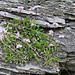 In den Felsen die herzblättrige Kugelblume (Globularia cordifolia)