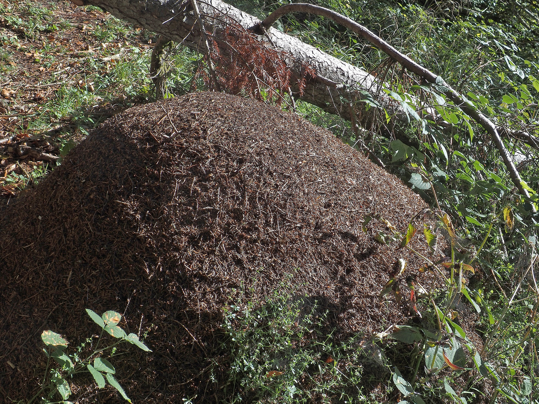 Ein riesiger Ameisenhaufen am Wegesrand - Fotos [hikr.org]