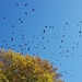 Die Stare sammeln sich, selten so einen großen Schwarm gesehen - auf dem Bild ist nur ein kleiner Teil drauf