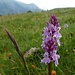 Orchideenreigen 2