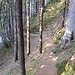 schöner Waldweg zum Niggenkopf