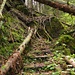 Urwald im Aufstieg von Gross Schwand hinauf zur Muschenegg II