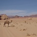 Kamele streunen umher