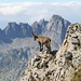 An ibex (female) looking down to Flis-Schafboden