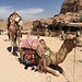 Kamele warten auf Arbeit ...