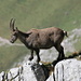 Another female ibex walking on the ridge