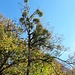 <b>Vischio.<br />È una pianta semiparassita. La sua diffusione è opera della Tordela (Turdus viscivorus).</b>