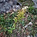 Solidago virgaurea L.<br />Asteraceae<br /><br />Verga d'oro comune<br />Solidage verge d'or<br />Echte Goldrute