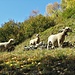 Pecore in Val Malvaglia.