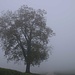 Nussbaum im Nebel.<br /><br />Echte Walnuss (Juglans regia).