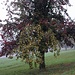 Komisch, der Birnbaum trägt nur am Ast mit hellen Blättern Früchte.