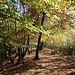 Nel bosco la direzione da seguire è più evidente.