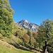 Auf Alp Brunnen mit den grossen Ahornbäumen