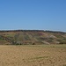 Ein erster Blick auf die Weinberge am Tauberberg.