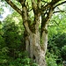 stattlicher Baum