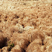 The tufts of grass typical for the Hohe Venn