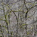 Forest patterns before spring