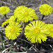Coltsfoot or Huflattich is an edible, also medicinal plant.