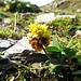 Braun-Klee (Trifolium badium)