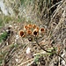 Aurikel (Primula auricula)