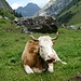 ... an schöner Kuh - mit vorbildlich geformten Hörnern - vorbei ...