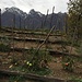 Pomodori novembrini all’Alpe Zevi