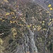 Vista verso il bosco che nasconde i ruderi dell’Alpe Spighi