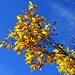 Gelb die Blätter, Blau der Himmel - so ist Herbst...