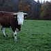 Gedanken einer Kuh: Immer die gleichen Deppen mit einer Kamera...