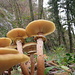 Funghi: vista da lillipuzzani.