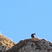 Gemse auf einem Felsen am Kunkelturm