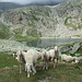 Pecore al Rifugio Tonolini m.2467