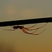 Transparente Spinne bei Sonnenuntergang / ragno trasparente al tramonto