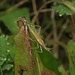 Insekt mit Tautröpfchen / insetto con gocce di rugiada