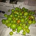 Weitere Tomatenernte / seconda raccolta dei pomodori selvatici