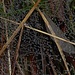 Tautröpfchen auf einem Spinnennetz / gocce della rugiada su una ragnatela