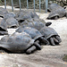 Riesenschlildkröten