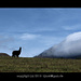 Lama auf einem Feld. Dahinter der Wolkenverhangene Vulkan Cotocachi