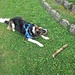 Un simpatico cane incontrato, che aspettava il lancio del bastone per poi riportarlo.