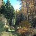 Il sentiero che porta alle Rocche San Martino attraversa bei boschi...