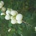 Schneebeere (Symphoricarpos albus). Die Pflanze stammt ursprünglich aus Nordamerika, ist inzwischen jedoch in Europa eingebürgert.