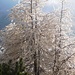 Sulla via del ritorno qualche timido raggio di sole esalta il "bianco gelato" degli alberi.