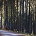 Im Wald bei Wörresbach