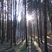 Im Wald bei Wörresbach