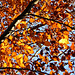 Herbstfarben