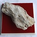 <b>Selenite (Gesso), CaSO4.2H2O, 8 cm, Cava di porfido di Melide, collezione personale.</b>