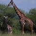 eine kleine Giraffen Familie 