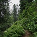 Der erste Teil des Aufstiegs geht durch einen wilden verwachsenen Wald.